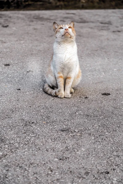 Carino gatto di strada in Alexandroupoli — Foto Stock