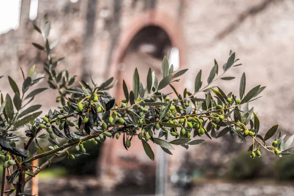 Ramas de olivo en Tesalónica —  Fotos de Stock