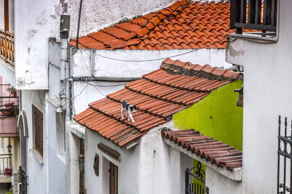 Cat walking on the roofs — Stock Photo, Image