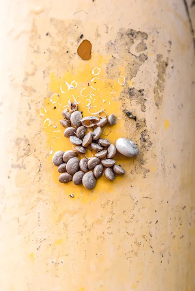 Colony of small snails — Stock Photo, Image