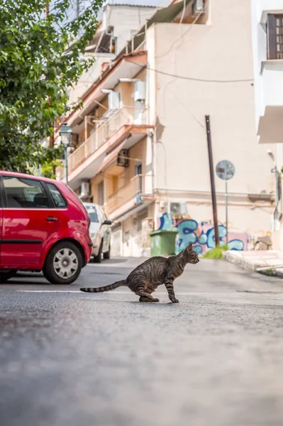 Gato callejero en Salónica, Grecia — Foto de Stock