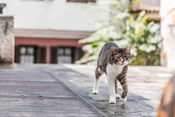 Carino gatto senzatetto — Foto Stock