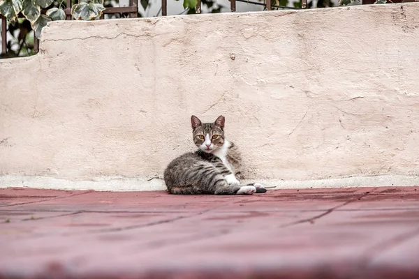 かわいいホームレス猫 — ストック写真