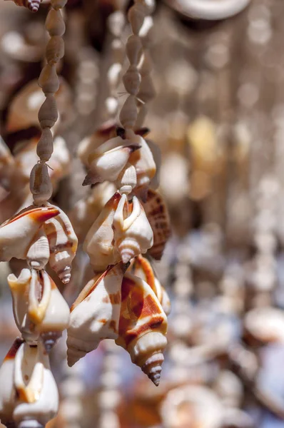 Hanging sea shells — Stock Photo, Image