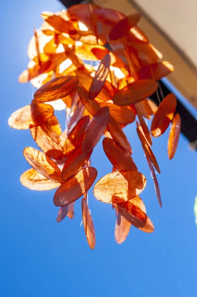 Conchas de mar colgantes — Foto de Stock