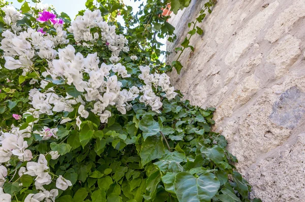 Flores de buganvillas blancas —  Fotos de Stock