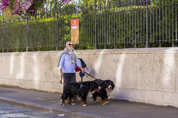 Uomo cani da passeggio — Foto Stock