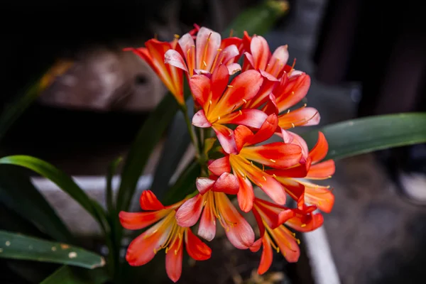 Clivia minata da vicino — Foto Stock