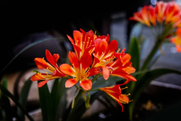 Fim do minata de Clivia acima — Fotografia de Stock