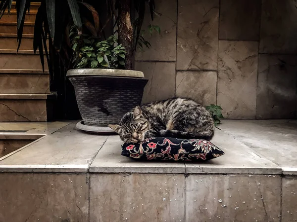 Street cat lying down on a pillow — Stock Photo, Image