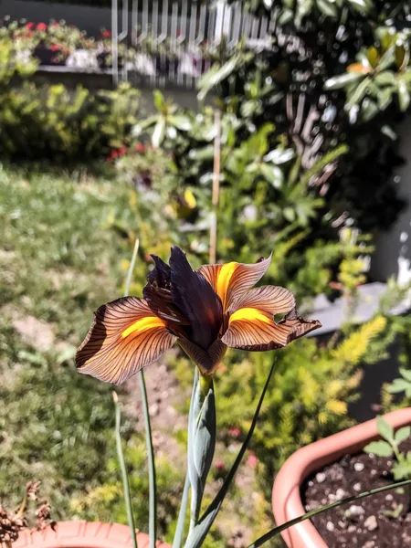 Lila írisz-virág a kertben — Stock Fotó