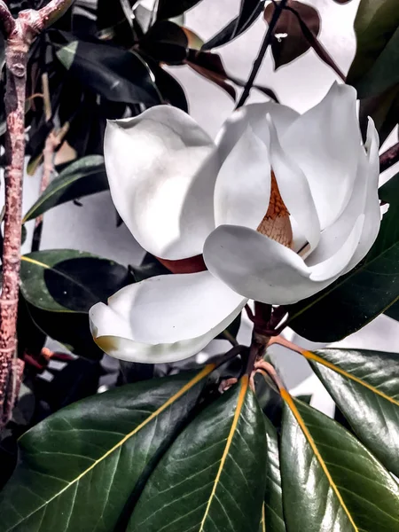 Souther magnolia flower