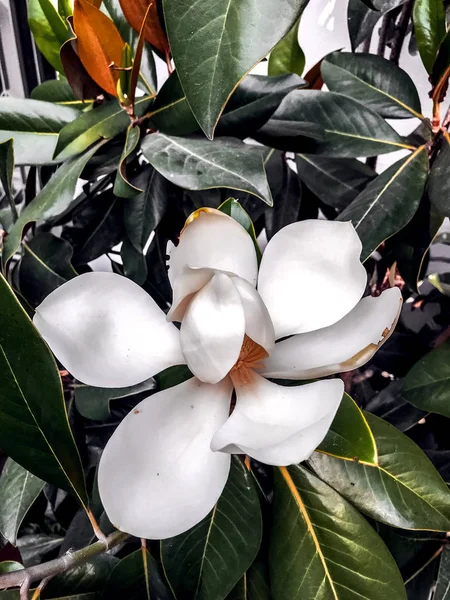 Souther magnolia flower