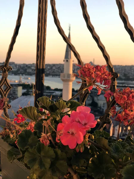 Geraniums proti zlatému rohu — Stock fotografie