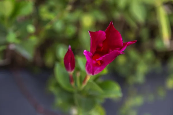 Магента водяная лилия — стоковое фото