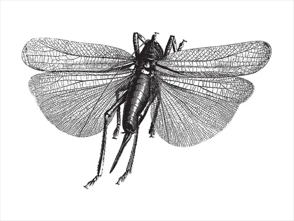 Vintage engraving of an insect — Stock Vector