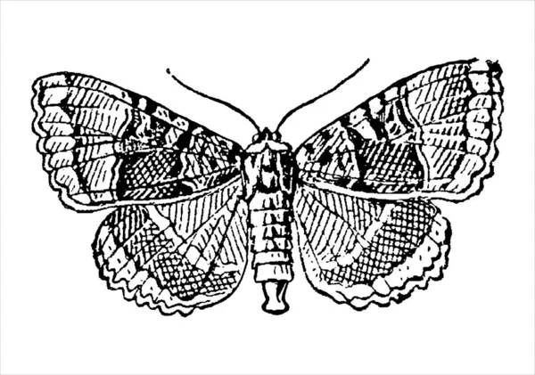 Vintage-Gravur eines Schmetterlings — Stockvektor