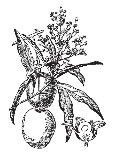 Винтажная гравировка манго на ветке — стоковый вектор