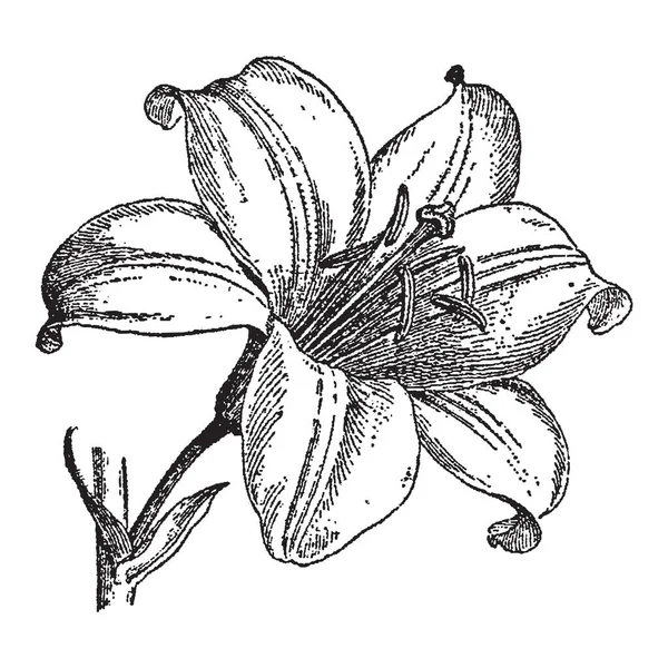 Incisione vintage di un fiore di giglio — Vettoriale Stock