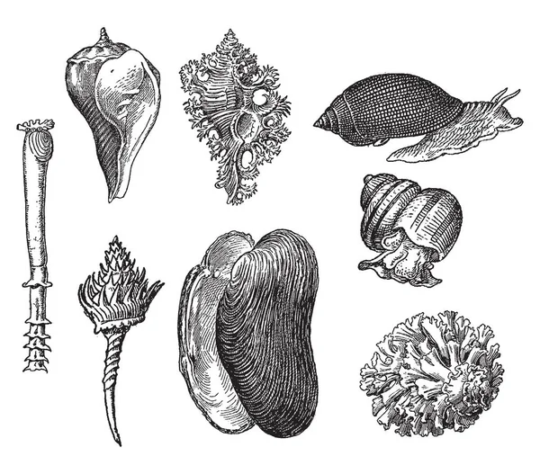 Ukiran kuno dari gastropoda - Stok Vektor