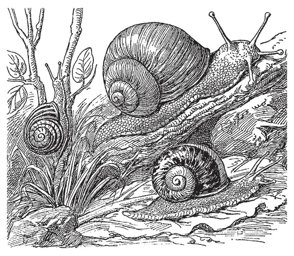Jahrgangsgravur von Schnecken — Stockvektor