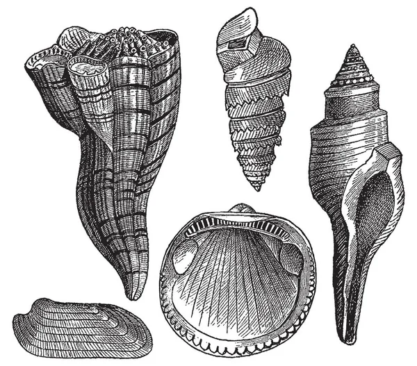 Grabado vintage de gasterópodos — Archivo Imágenes Vectoriales
