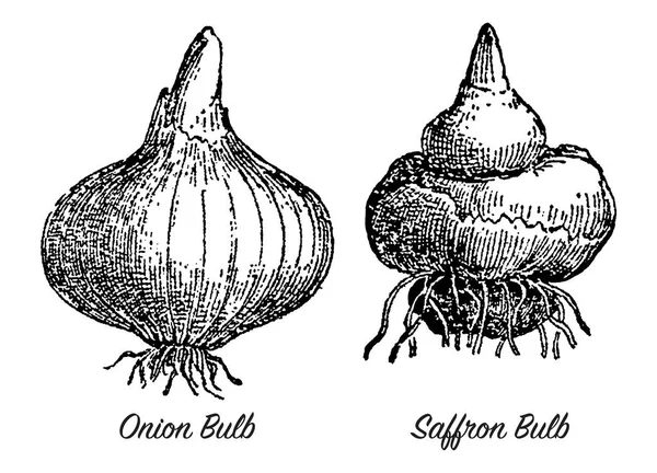 Grabado vintage de cebolla y bulbos de azafrán — Archivo Imágenes Vectoriales