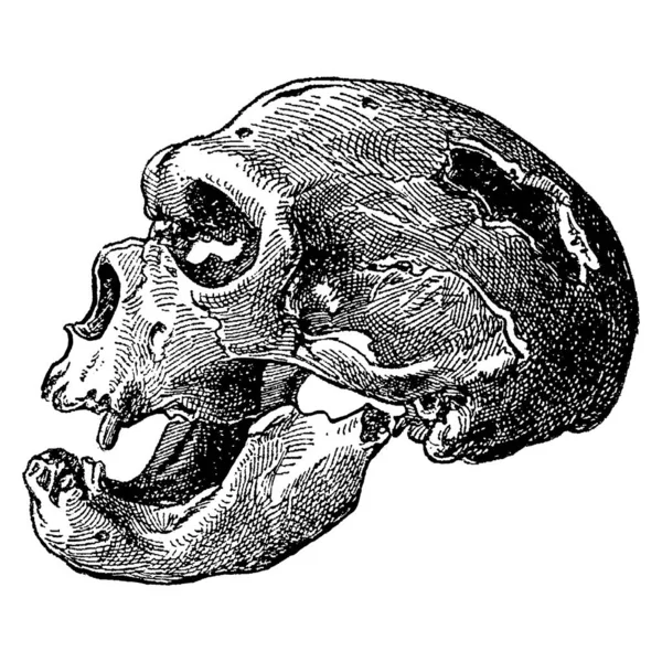 Vintage engraving of a sprehistoric skull — Stock Vector