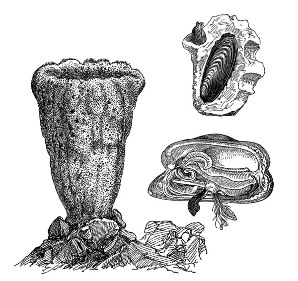 Vintage engraving of gastropods — Stock Vector
