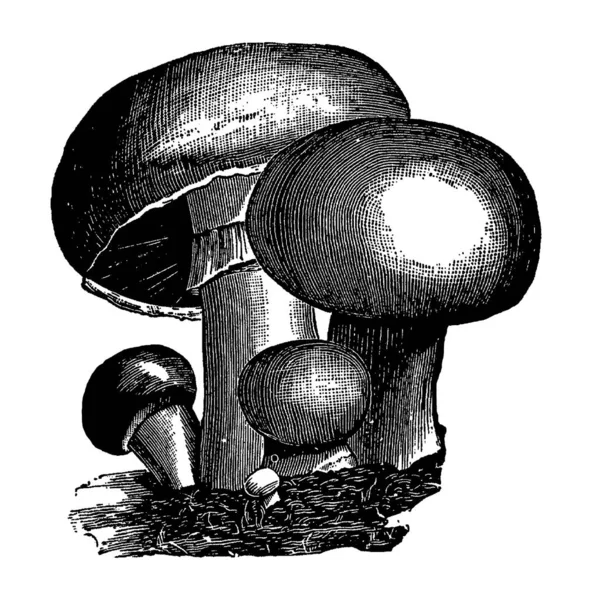 Gravure vintage de champignons — Image vectorielle