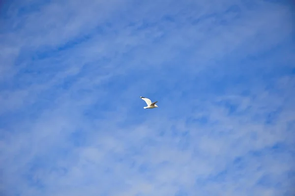 Måge Flyver Den Blå Himmel Med Hvide Skyer - Stock-foto