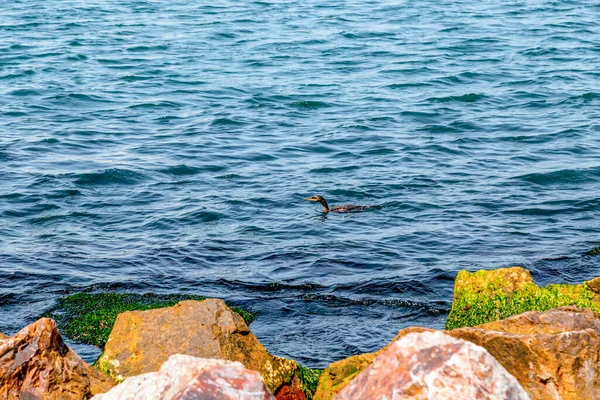 Fekete Kormorán Vagy Bozót Úszás Búvárkodás Vizek Marmara — Stock Fotó