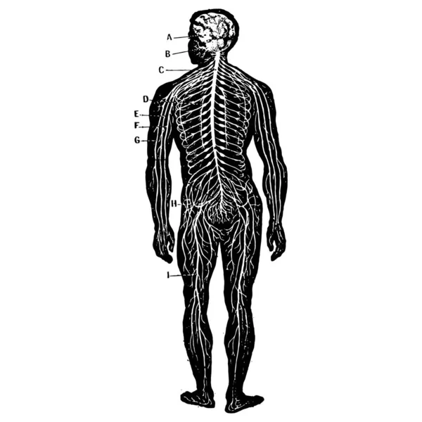 男性身体医学图形的仿古雕刻风格矢量图解 — 图库矢量图片