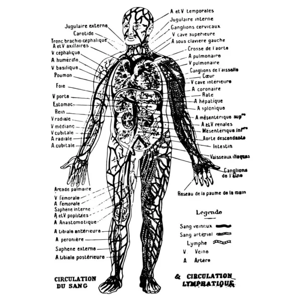 Vintage Gravura Estilo Vetor Ilustração Corpo Masculino Gráfico Médico Circulação — Vetor de Stock