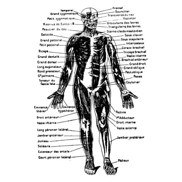 男性の体のヴィンテージ彫刻スタイルのベクトルイラスト医学グラフィック — ストックベクタ