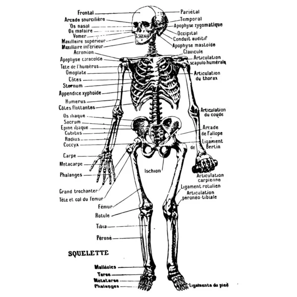 Vintage Grabado Estilo Vector Ilustración Cuerpo Masculino Partes Ilustración Médica — Vector de stock