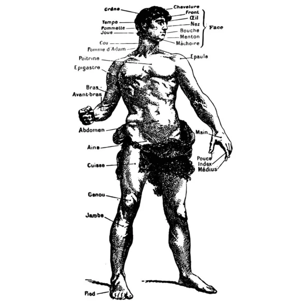 Vintage Grabado Estilo Vector Ilustración Cuerpo Masculino Partes Ilustración Médica — Archivo Imágenes Vectoriales