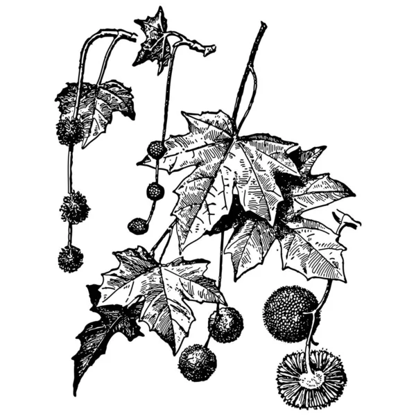 シコアや平面木の葉や種子のヴィンテージ彫刻スタイルベクトルイラスト — ストックベクタ