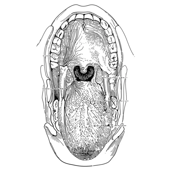 口の中のヴィンテージ彫刻スタイルのベクトルイラスト 医療構造図面 — ストックベクタ