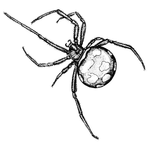 Vintage Stilvektorillustration Einer Spinne — Stockvektor