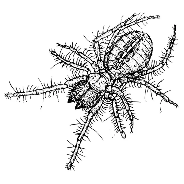 Ročník Rytí Styl Vektorové Ilustrace Pavouka — Stockový vektor