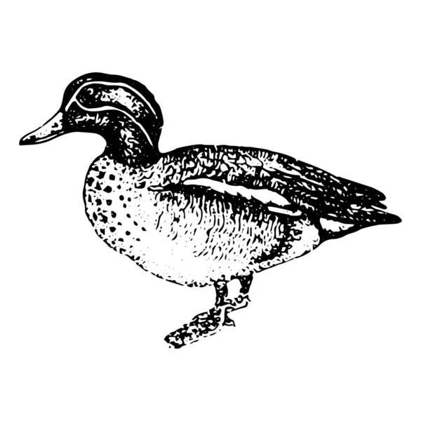 Vintage Stilvektorillustration Einer Ente — Stockvektor