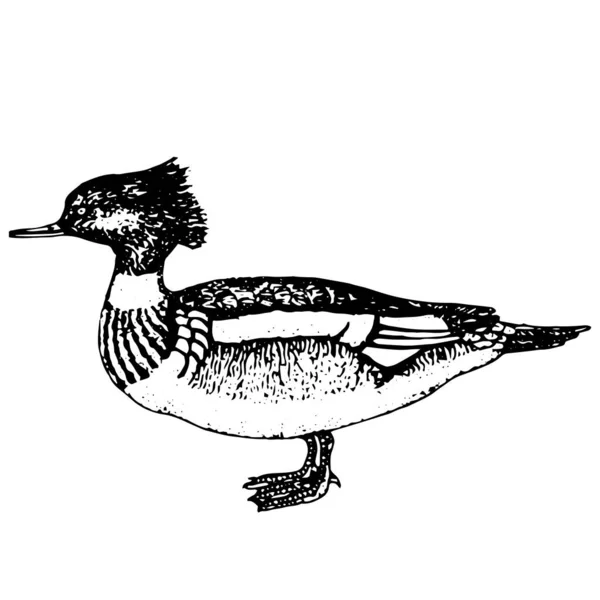 Vintage Stilvektorillustration Einer Ente — Stockvektor