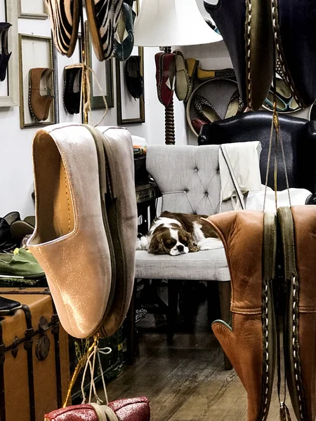 イスタンブール トルコ 2020年7月17日 店の窓にトルコ製の手作りの革の靴と中で眠っているかわいい犬 — ストック写真