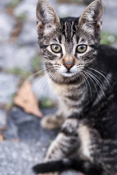 Cute Homeless Pussy Cat Street — Stok fotoğraf