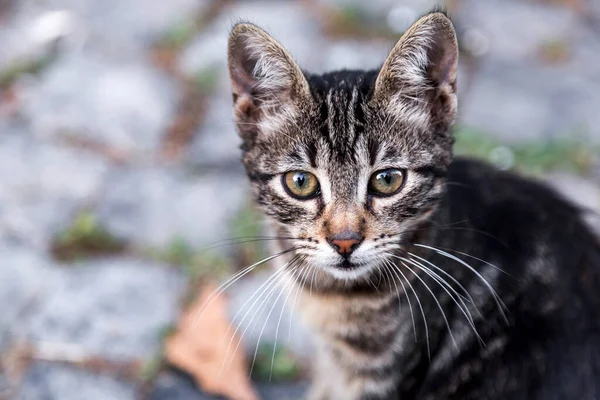 Cute Homeless Pussy Cat Street — Foto Stock