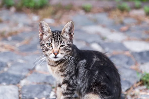 Cute Homeless Pussy Cat Street — Foto Stock