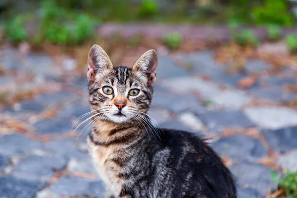 Cute Homeless Pussy Cat Street — Foto de Stock