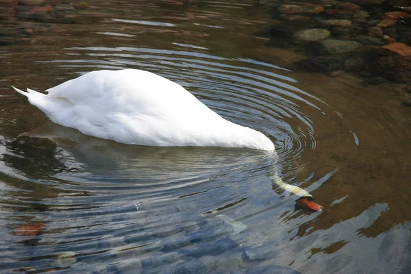 Cisne Blanco Sumergiéndose Lago Buscando Comida Agua —  Fotos de Stock