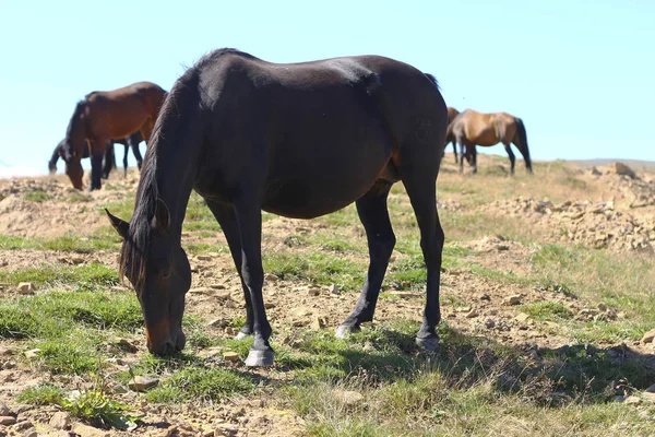 Cavalos Prado Cáucaso Outono — Fotografia de Stock